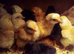 Chick for sale