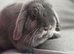 Blue mini lop doe