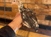 Bantam Aseel