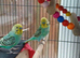 Two cock budgies