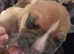 ***READY NOW *** 4 male staffy pups left.