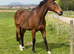 Handsome 16hh TB