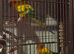 Sun conures