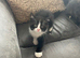 BSH KITTENS READY NOW 1 Male 1 Female