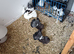 Exhibition Fantails,