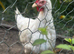 4 laying hens