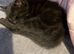 Cats for rehoming