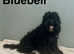 6 adorable cockapoo boys ready on 13th July