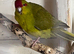 Breeding pair proven kakarakis