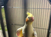 Cockatiel. Yellow and gray .12 weeks old