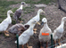 Indian Runner Ducks free to good homes
