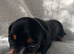 Beautiful Black and Tan girl