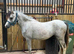 Registered sec a filly
