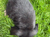 Beautiful mini lop bunnies