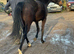Anglo Arab filly.