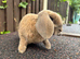 Mini Plush Lop Doe: ready to leave
