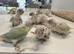 Handreared Tame Conure chicks mooncheek suncheek rose corwned