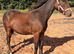 Yearling filly