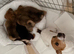 Jack Russell x German spitz x 4 boys