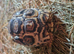 2 x year old leopard tortoises for sale