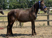 2 year old new forest gelding
