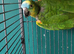 Amazon blue fronted parrot