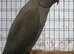 This years baby blue ringneck