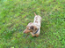 Kc Reg Miniature dachshund for STUD