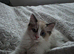 Kitten 2 boy