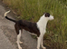 10 month old lurcher bitch