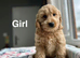 Adorable litter of cockapoo girls