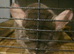 Chinchilla