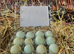 Blue Celadon Quail Hatching Eggs (12-16g) into the Jumbo class).