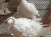 White frill back pigeons for sale