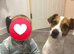 1 year old jack russel