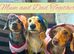 Litter Of 6 Beautiful Miniature Daschunds 4 Left