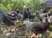 FREE RANGE POL HENS &ndash; AVAILABLE NOW