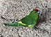 Two dark green pied Kakariki males
