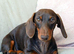 Miniature dachshund 16 weeks old
