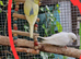 Budgies for sale