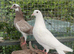 Hand reared fancy pigeons