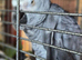 African grey parrot