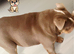English bulldog female
