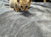 Savannah Kittens F6