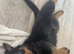 Rotweiler puppies