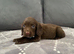 Pepper’s beautiful pups