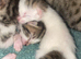 Tabby kittens