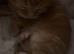Beautiful kittens