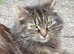 Female Cat for sale