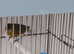Raza canary cocks x 4